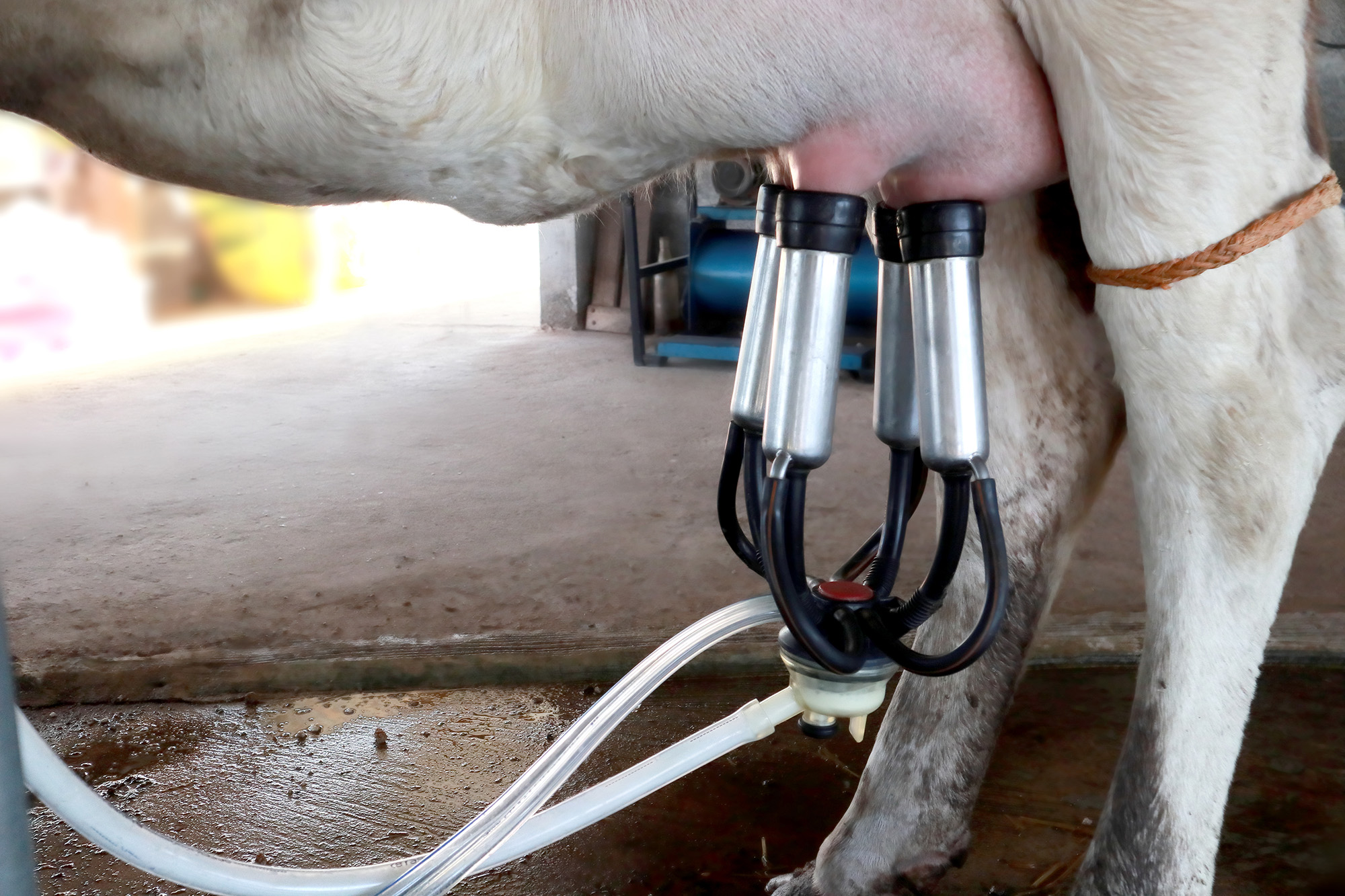 Milking area with LED lighting